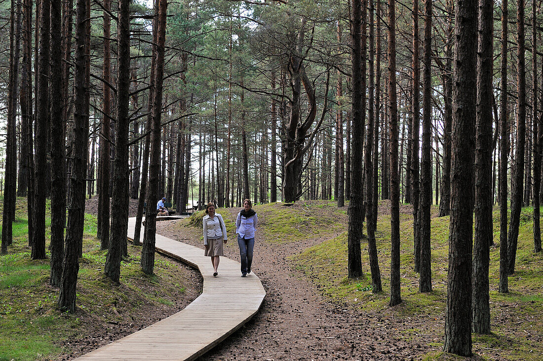 Walkway through the coastal pine forest in Ragakapa Nature Reserve, Lielupe area, Jurmala, Gulf of Riga, Latvia, Baltic region, Europe