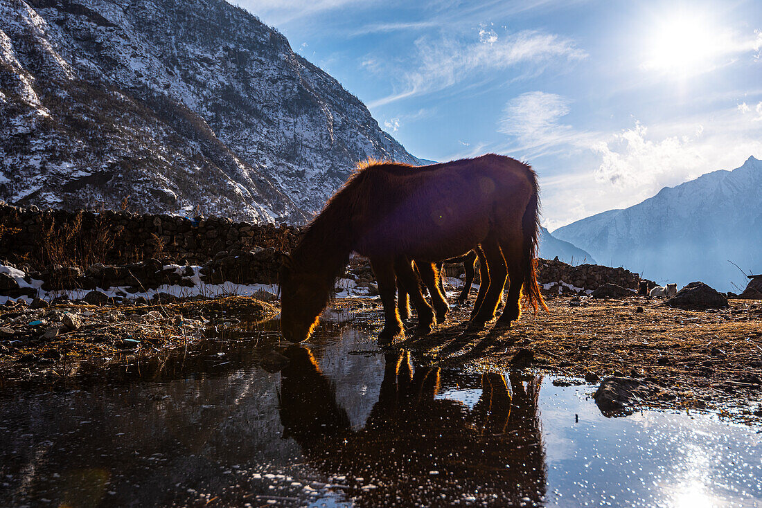 Pferd trinkt Wasser aus einer Pfütze in der goldenen Abendsonne, Langtang Valley Trek, Nepal, Asien