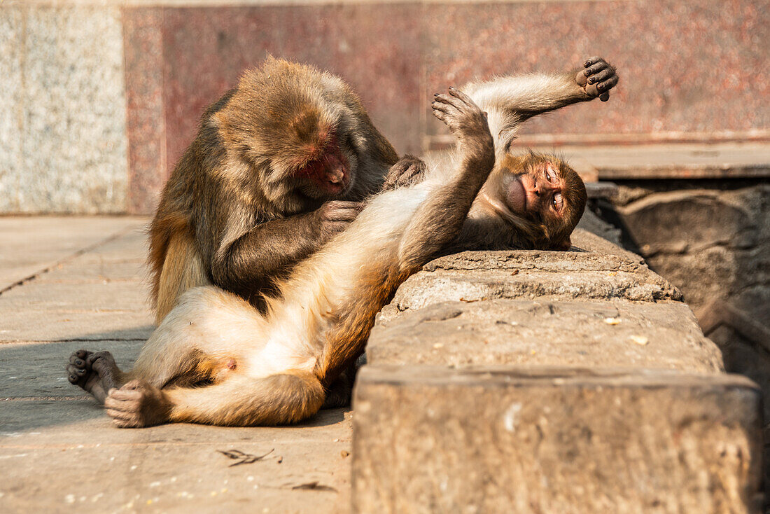 Rhesus monkeys de-louse each other, Nepal, Asia