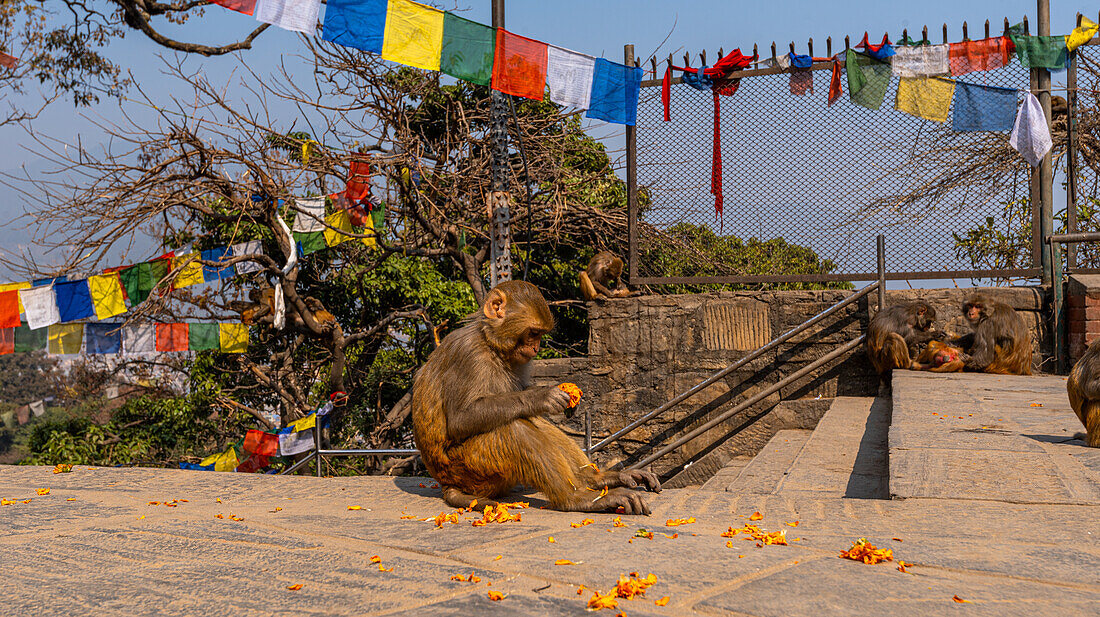 Rhesusaffe sitzt auf Steinboden unter Gebetsfahnen und betrachtet Ringelblumenblüten, Nepal, Asien