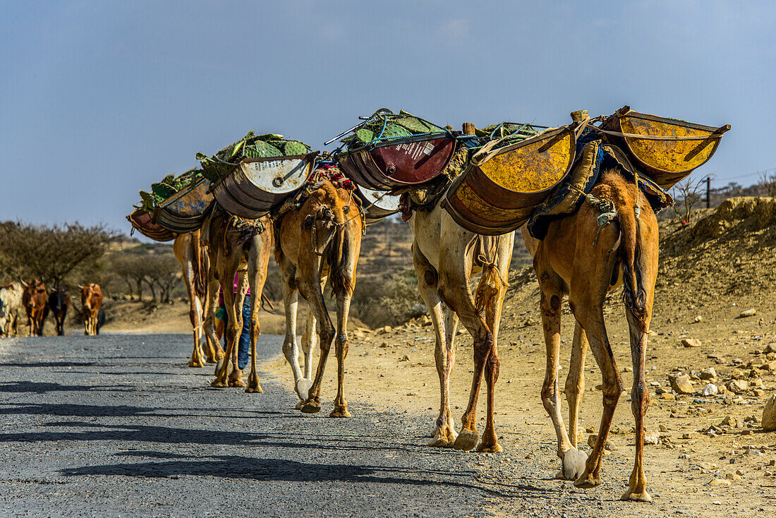 Kamelkarawane entlang der Straße von Asmara nach Qohaio, Eritrea, Afrika