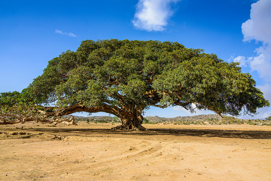 The five Nakfa tree (Giant Sycamore tree) near Segeneyti, Eritrea, Africa