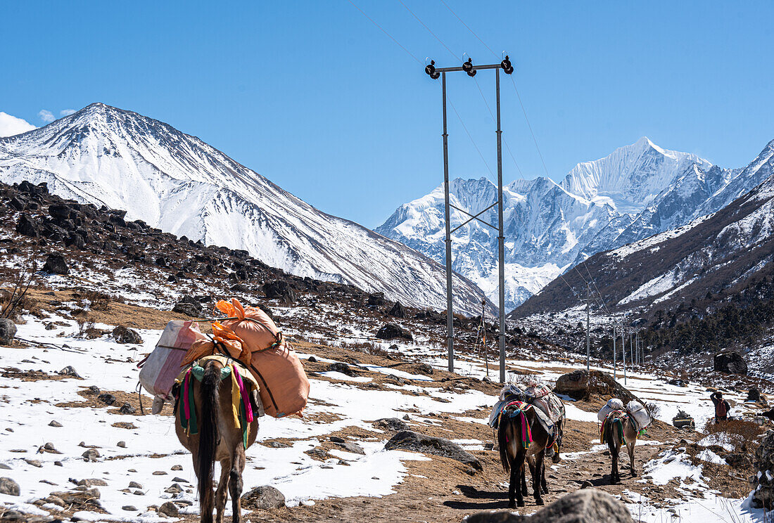 Maultiere tragen Waren durch ein eisiges Tal, in der Nähe von Kyanjin Gompa mit Tserko Ri und Gangchempo am Horizont, Lang Tang Trek, Himalaya, Nepal, Asien