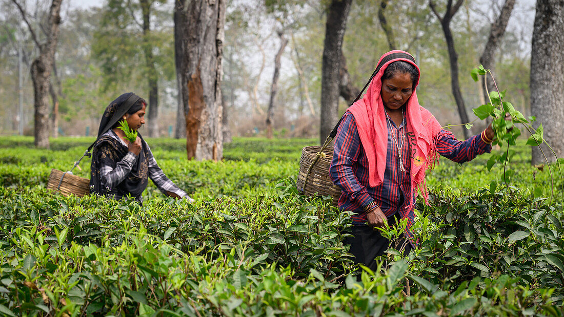 Teepflückerinnen, Guwahati, Assam, Indien, Asien