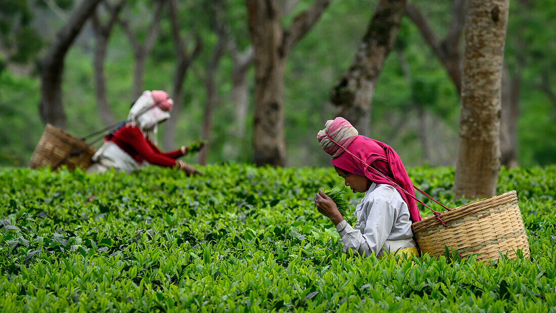 Teepflückerinnen, Guwahati, Assam, Indien, Asien