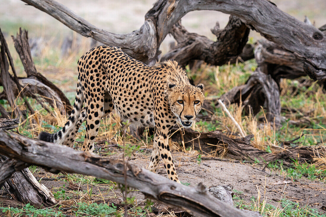 Gepard (Acynonix jubatus) beim Wandern, Savuti, Chobe-Nationalpark, Botsuana, Afrika