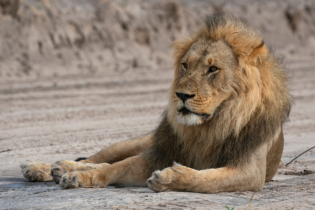 Lion (Panthera leo) resting, Savuti, Chobe National Park, Botswana, Africa