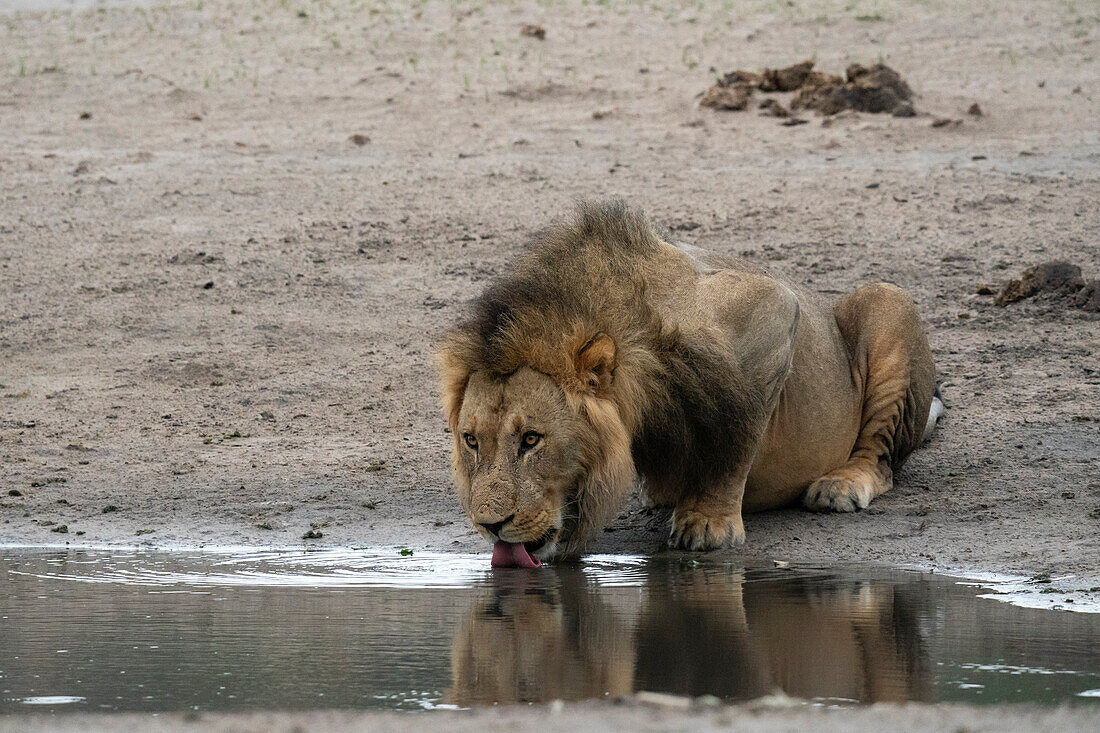 Löwe (Panthera leo) trinkt an einem Wasserloch, Savuti, Chobe-Nationalpark, Botsuana, Afrika