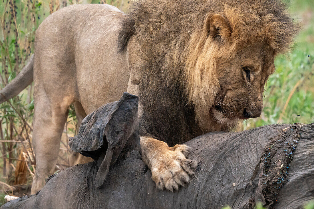 Ein männlicher Löwe (Panthera leo) frisst einen afrikanischen Elefanten (Loxodonta africana), Savuti, Chobe-Nationalpark, Botsuana, Afrika