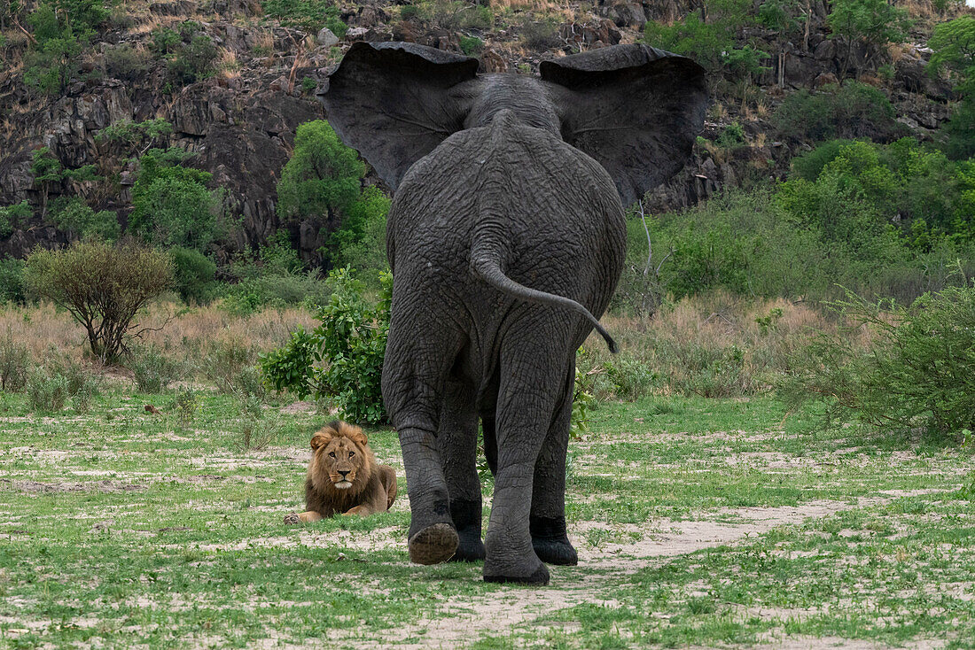 An African elephant (Loxodonta africana) chases away a lion (Panthera leo) resting along its path, Savuti, Chobe National Park, Botswana, Africa