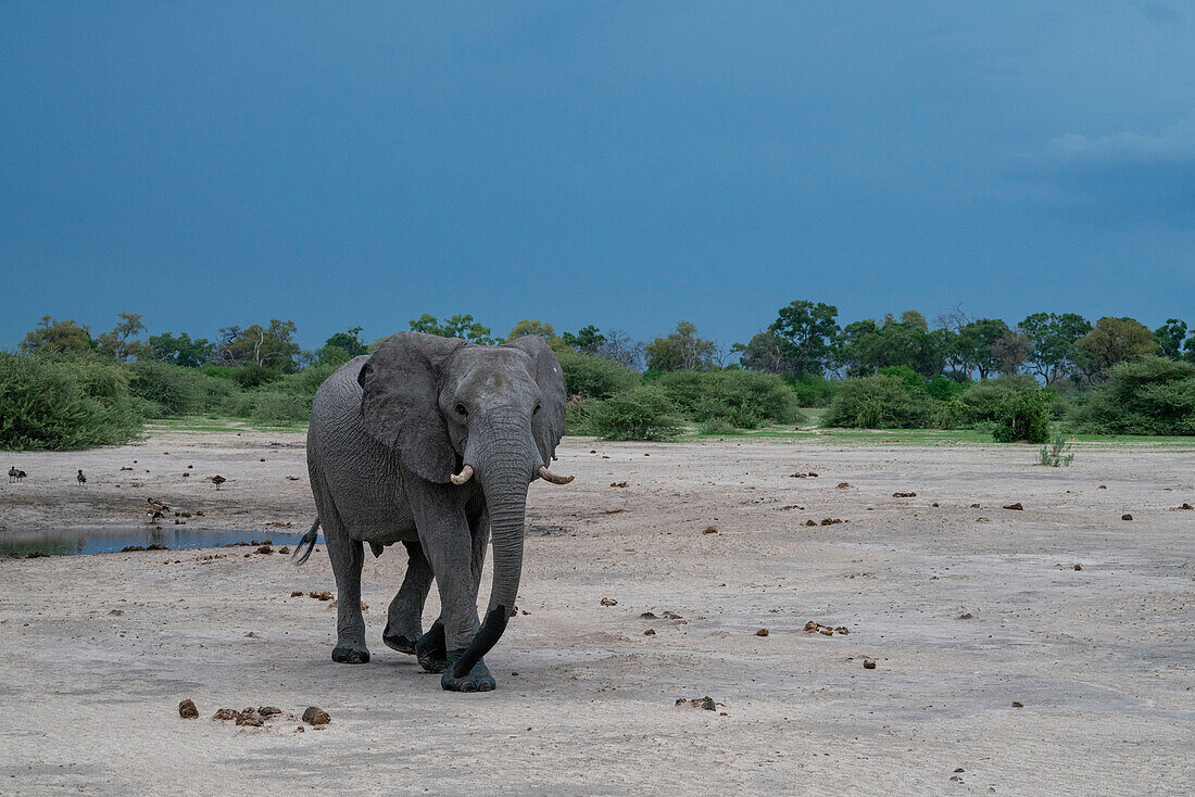 Afrikanischer Elefant (Loxodonta africana) an einer Wasserstelle, Savuti, Chobe-Nationalpark, Botsuana, Afrika