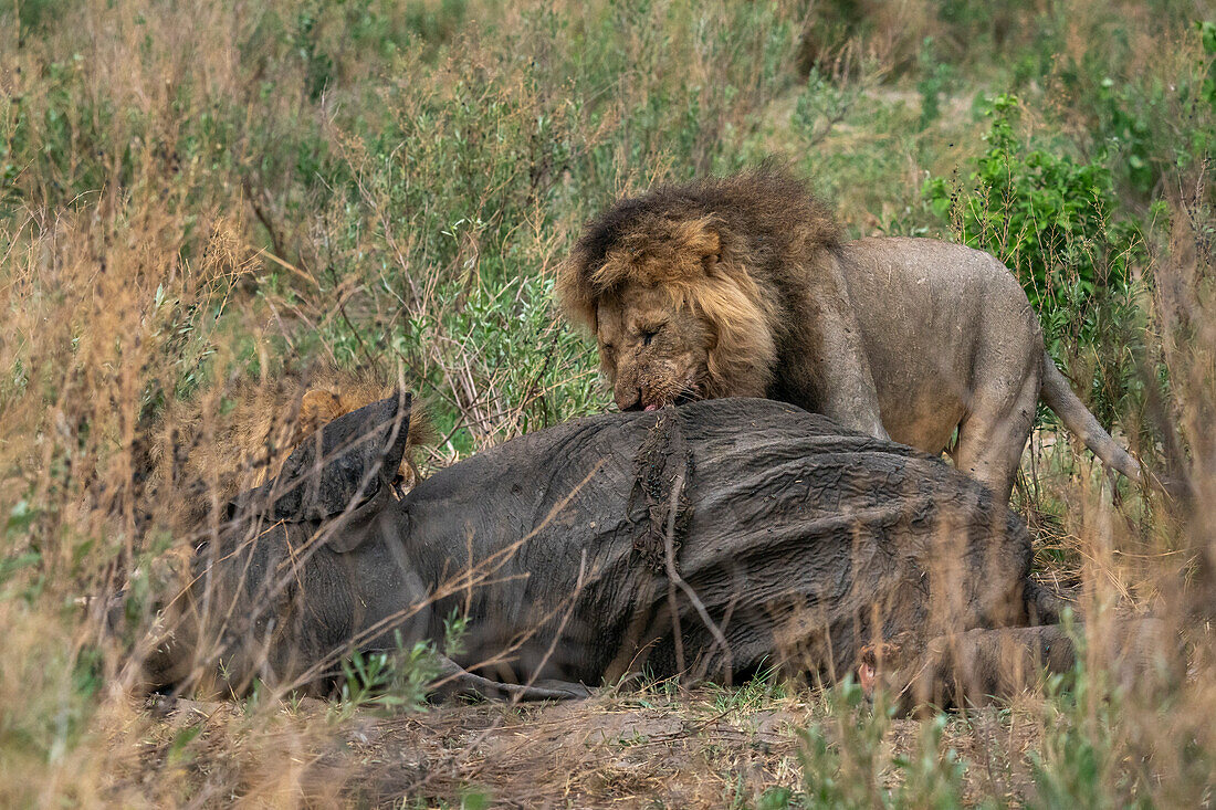 A male lion (Panthera leo) feeds on an African elephant (Loxodonta africana), Savuti, Chobe National Park, Botswana, Africa