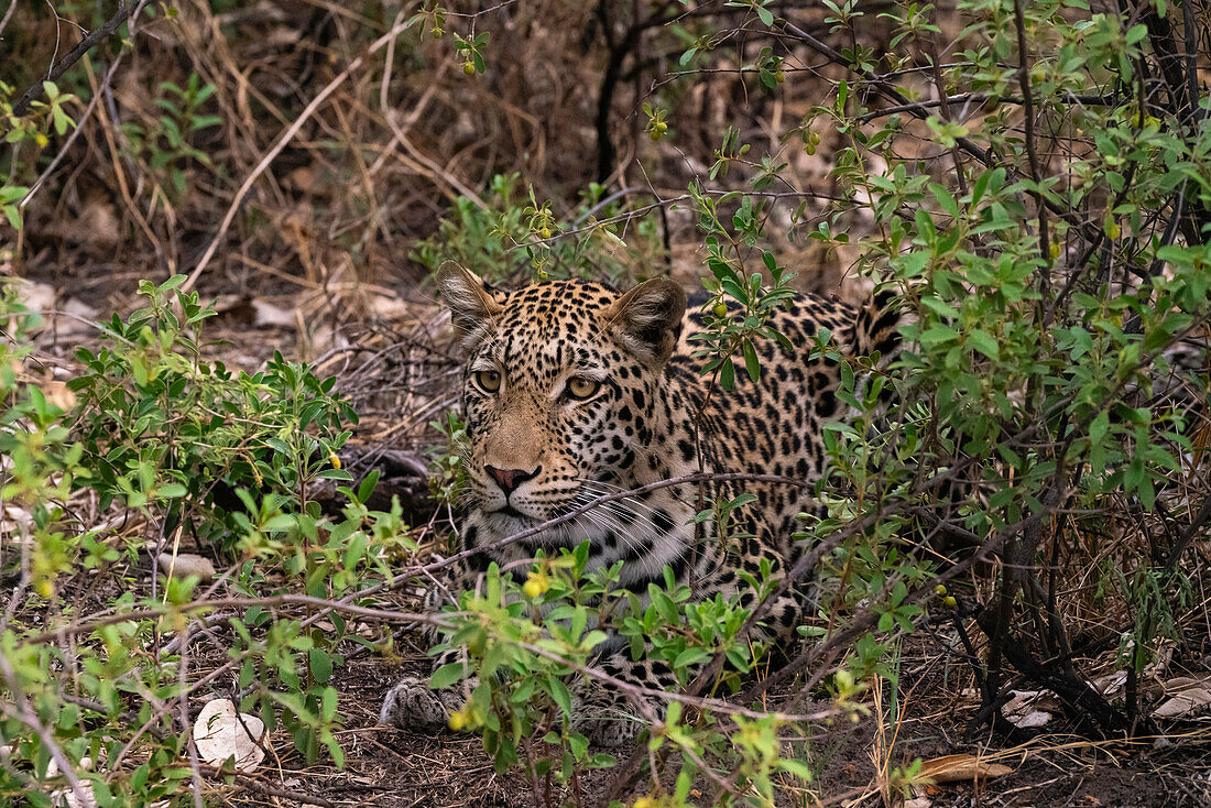 Porträt eines Leoparden (Panthera pardus), Savuti, Chobe-Nationalpark, Botsuana, Afrika