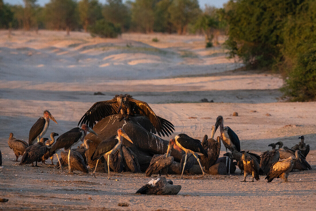 Weißrückengeier (Gyps africanus) und Marabu-Storch (Leptoptilos crumeniferus) fressen einen afrikanischen Elefanten (Loxodonta africana), Savuti, Chobe-Nationalpark, Botswana, Afrika