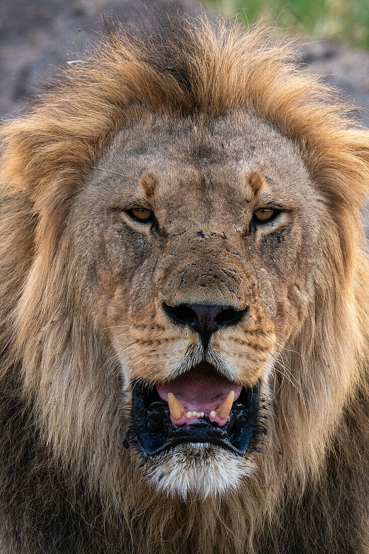 Löwe (Panthera leo) im Porträt, Savuti, Chobe-Nationalpark, Botsuana, Afrika