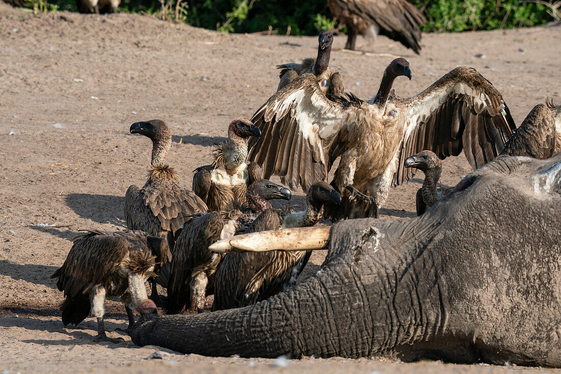 Weißrückengeier (Gyps africanus) ernährt sich von einem Afrikanischen Elefanten (Loxodonta africana), Savuti, Chobe-Nationalpark, Botswana, Afrika