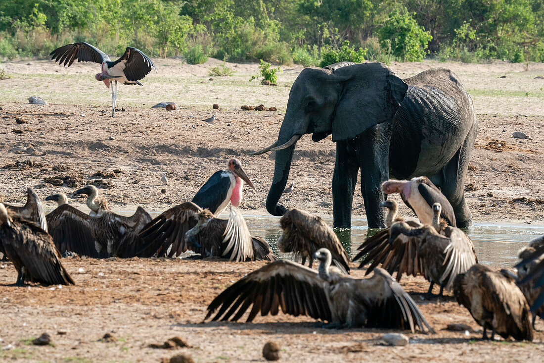 Weißrückengeier (Gyps africanus) und ein abgemagerter Afrikanischer Elefant (Loxodonta africana) am Wasserloch, Savuti, Chobe-Nationalpark, Botswana, Afrika