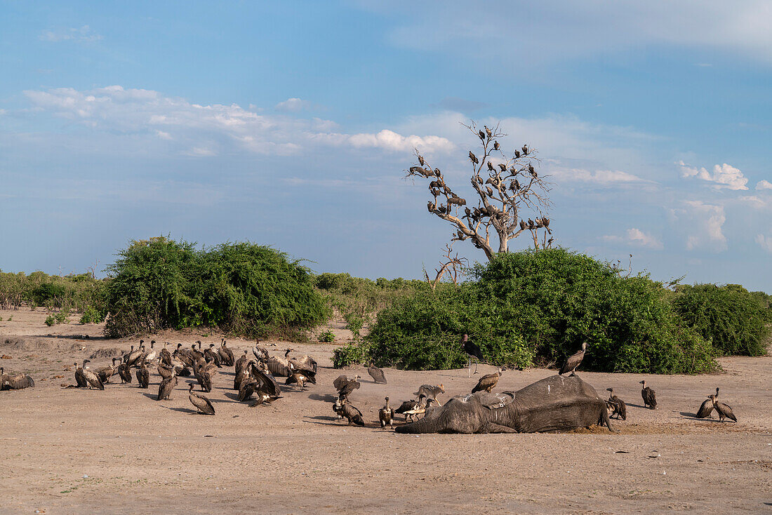 Weißrückengeier (Gyps africanus) und ein Schabrackenschakal (Canis mesomelas) fressen einen afrikanischen Elefanten (Loxodonta africana), Savuti, Chobe-Nationalpark, Botsuana, Afrika