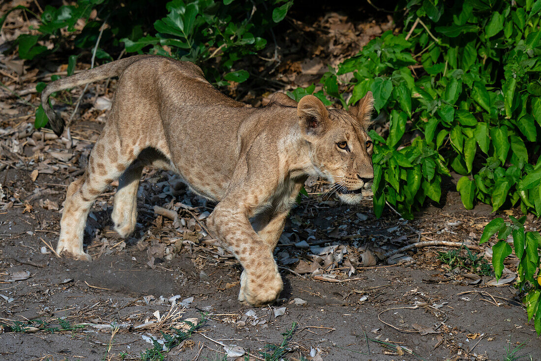 Lion cub (Panthera leo), Savuti, Chobe National Park, Botswana, Africa