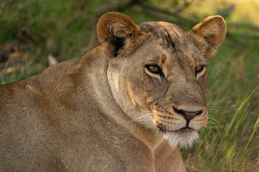 Löwin (Panthera leo), Khwai, Okavango-Delta, Botsuana, Afrika