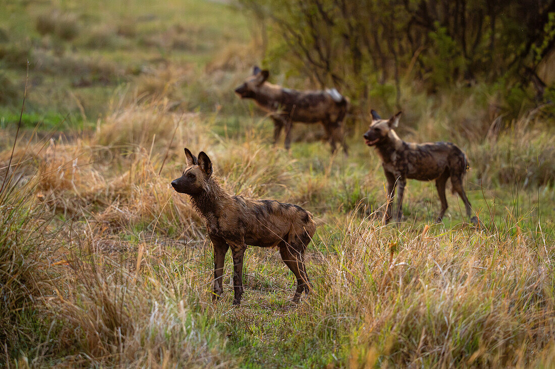 Afrikanische Wildhunde (Lycaon pictus), Khwai, Okavango-Delta, Botsuana, Afrika