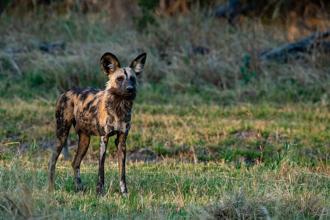 African wild dog (Lycaon pictus), Khwai, Okavango Delta, Botswana, Africa