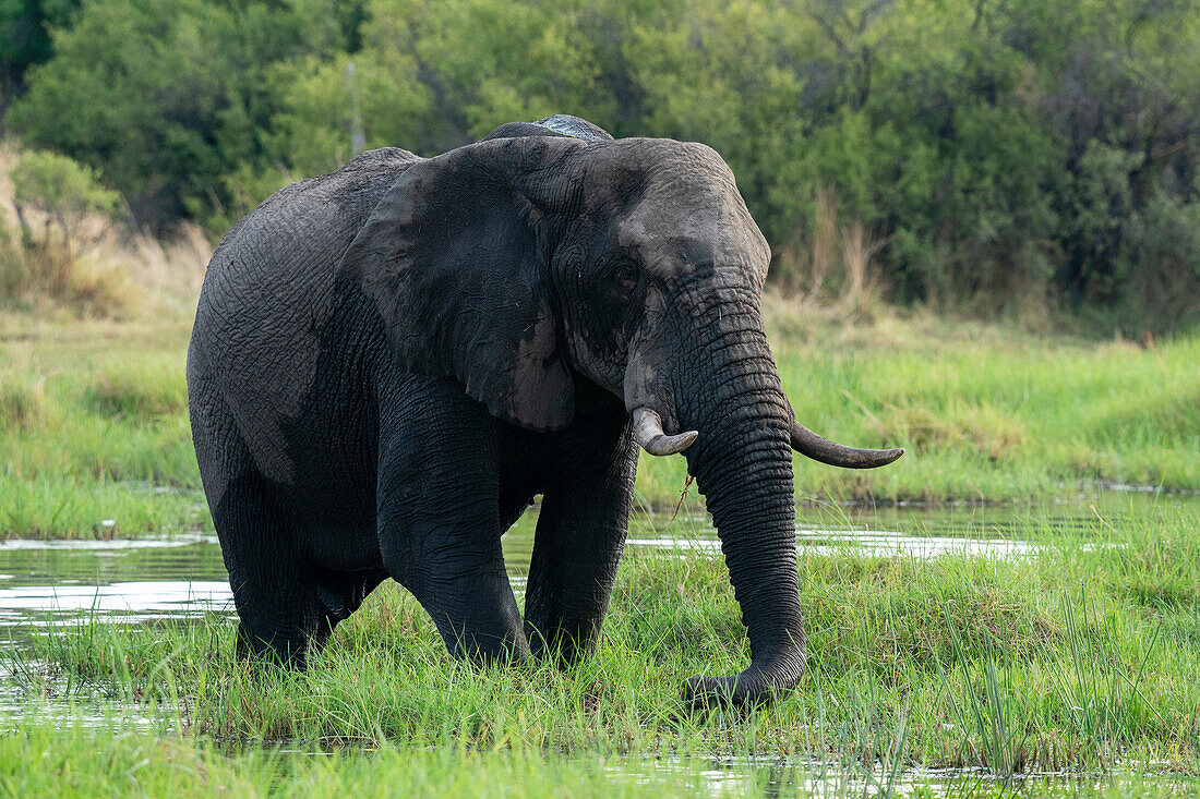 Afrikanischer Elefant (Loxodonta africana), Khwai, Okavango-Delta, Botsuana, Afrika