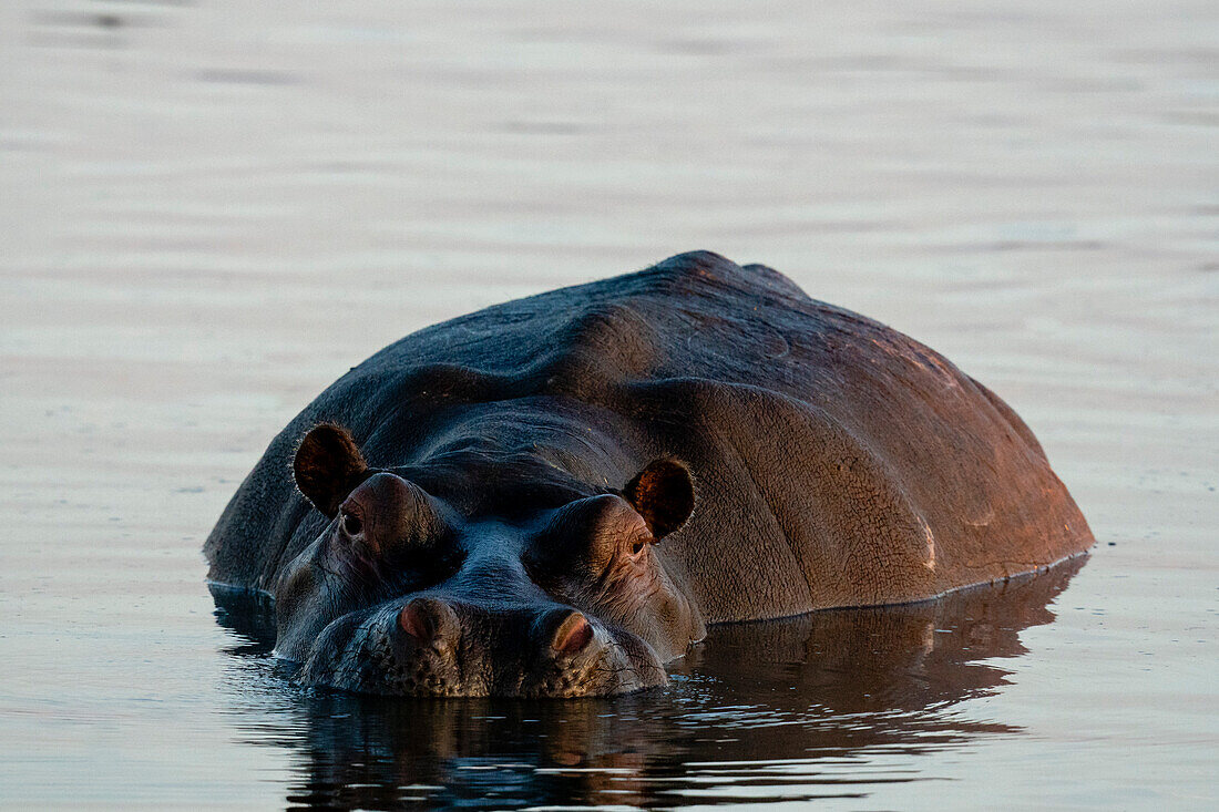 Flusspferd (Hippopotamus amphibius) im Khwai-Fluss, Okavango-Delta, Botsuana, Afrika