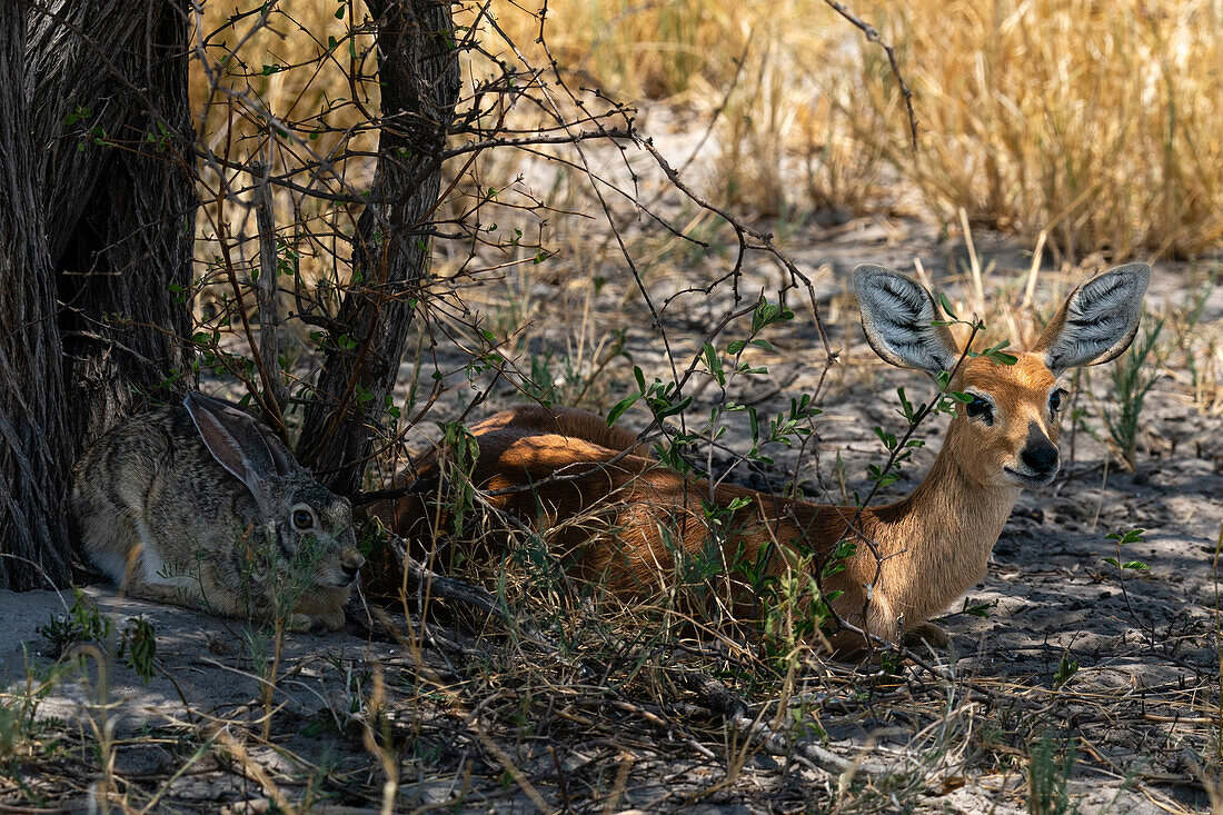 Khwai, Okavango-Delta, Botsuana, Afrika