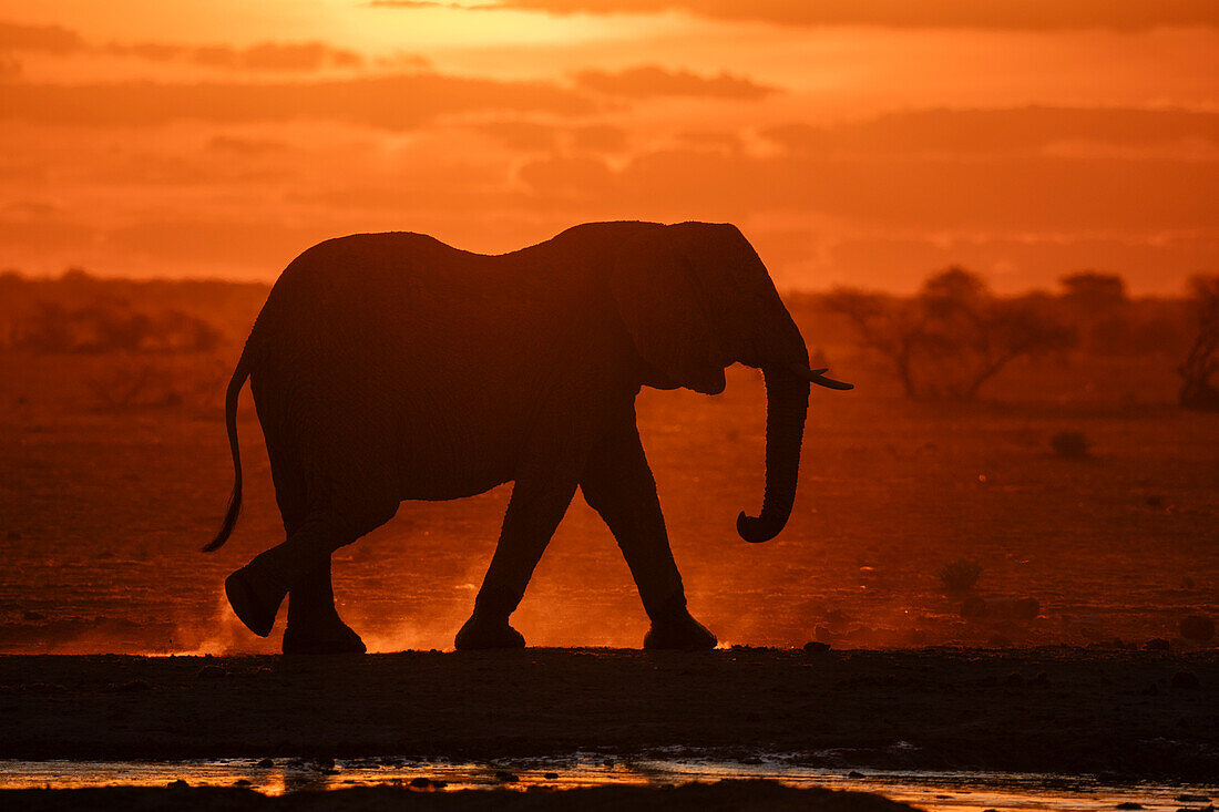 African elephant (Loxodonta africana) at sunset, Nxai Pan National Park, Botswana, Africa