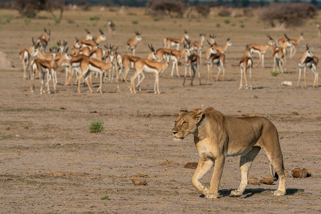 Alarmierte Springböcke (Antidorcas marsupialis), die eine Löwin (Panthera leo) beim Spazierengehen beobachten, Nxai Pan National Park, Botswana, Afrika