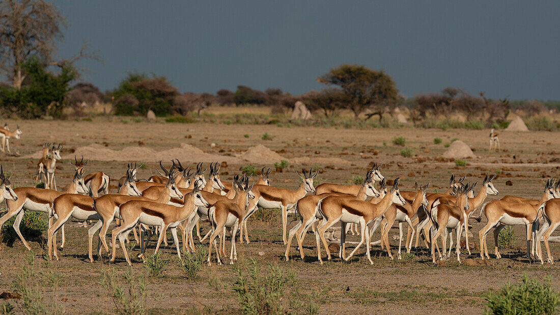 Alerted springboks (Antidorcas marsupialis), Nxai Pan National Park, Botswana, Africa