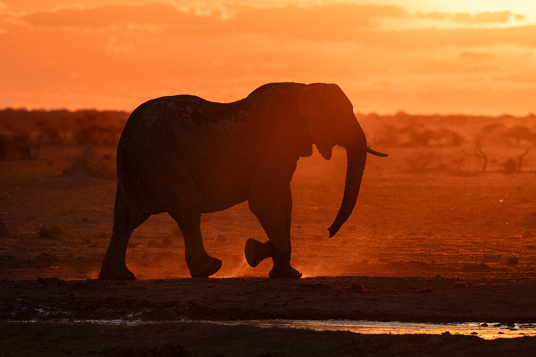 African elephant (Loxodonta africana) at sunset, Nxai Pan National Park, Botswana, Africa