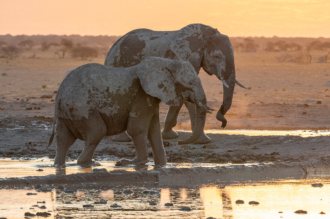 African elephant (Loxodonta africana) at sunset, Nxai Pan National Park, Botswana, Africa