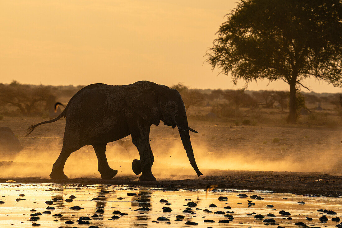 African elephant (Loxodonta africana) at sunset, Nxai Pan National Park, Botswana, Africa