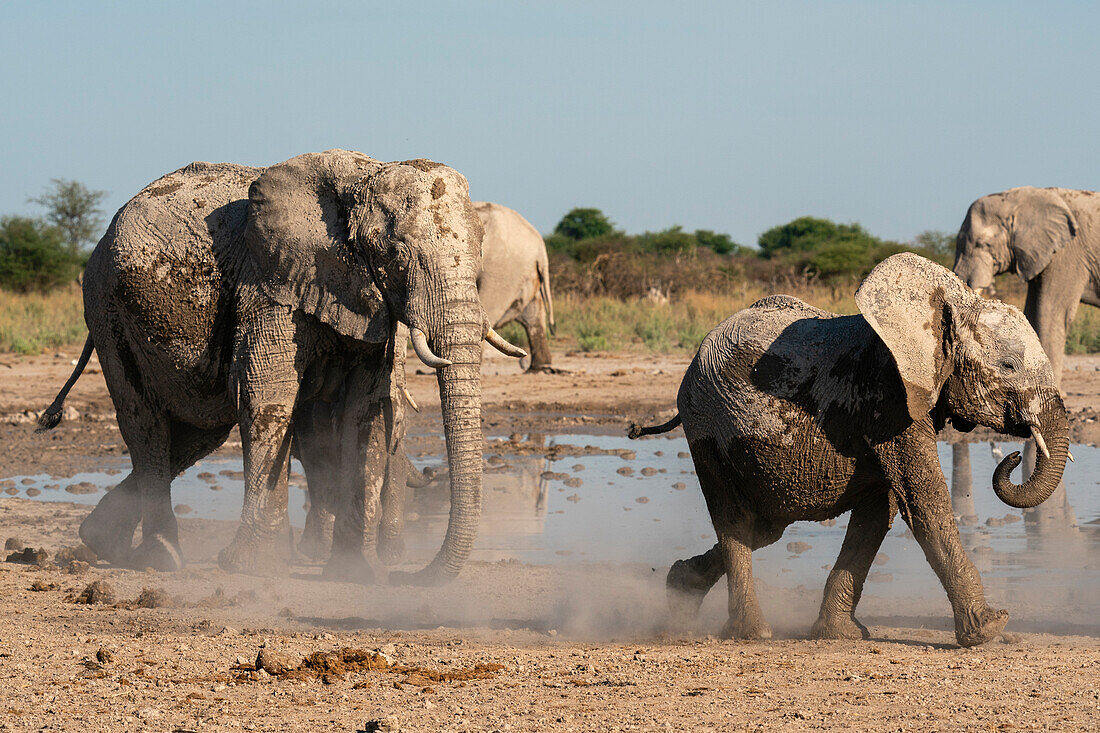 African elephants (Loxodonta africana) at waterhole, Nxai Pan National Park, Botswana, Africa