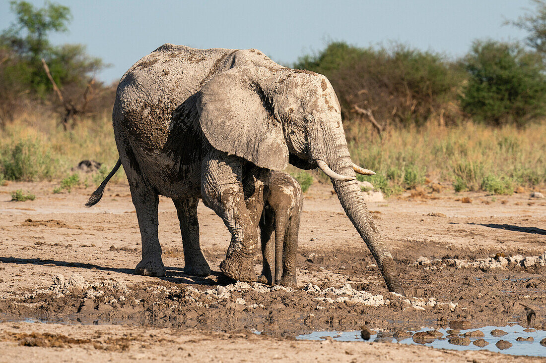 African elephants (Loxodonta africana) at waterhole, Nxai Pan National Park, Botswana, Africa