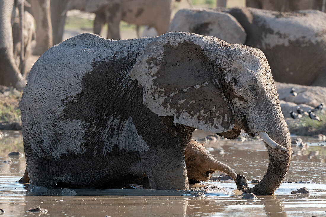 African elephants (Loxodonta africana) at waterhole, Nxai Pan National Park, Botswana, Africa