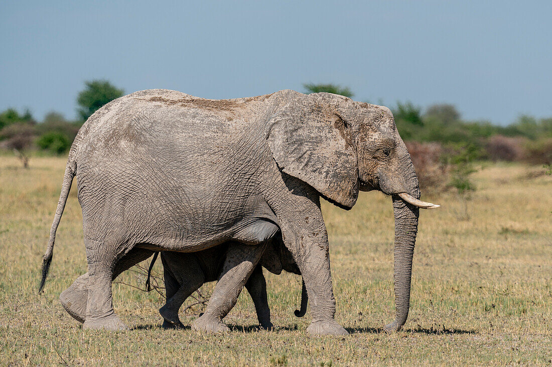 African elephants (Loxodonta africana), Nxai Pan National Park, Botswana, Africa