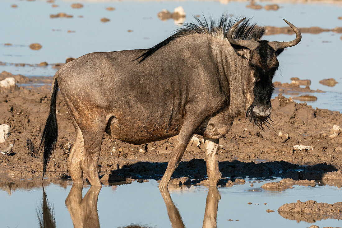 Gnus (Connochaetes taurinus) am Wasserloch, Nxai-Pan-Nationalpark, Botsuana, Afrika