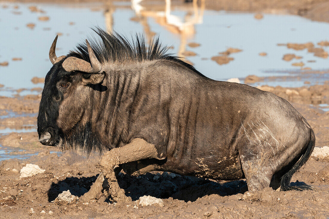 Gnus (Connochaetes taurinus) am Wasserloch, Nxai Pan National Park, Botsuana, Afrika