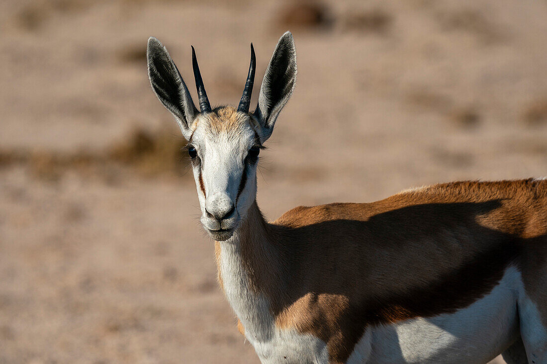 Springbock (Antidorcas marsupialis), Nxai-Pan-Nationalpark, Botsuana, Afrika