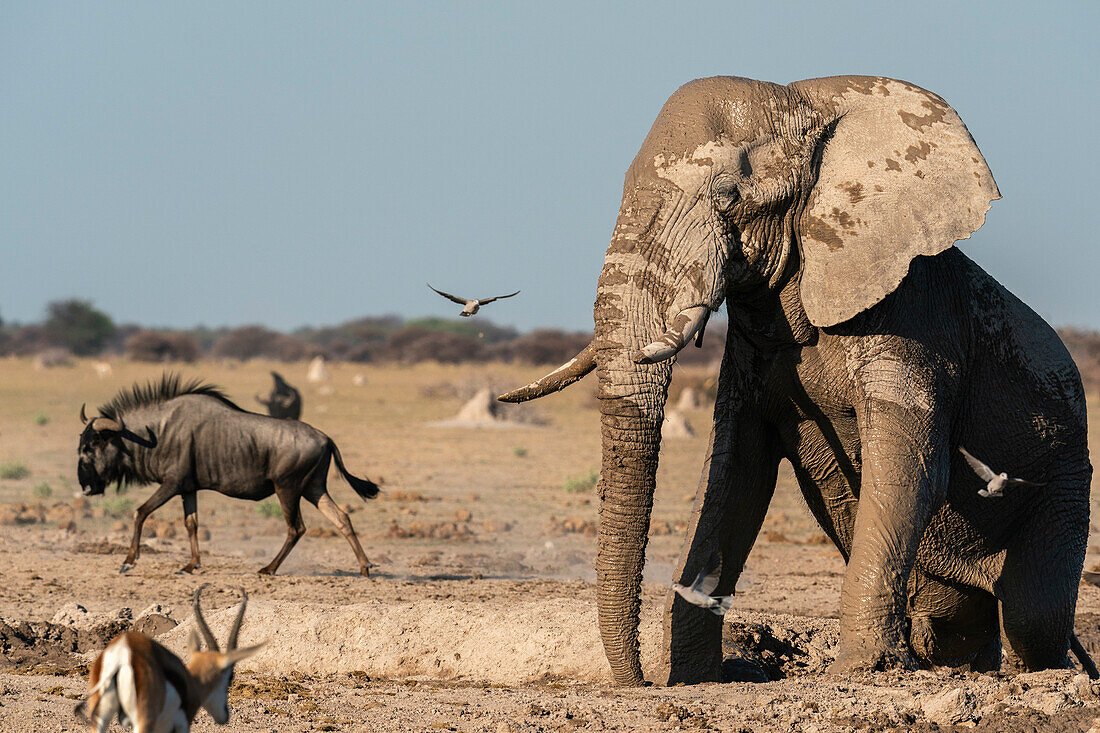 African elephant (Loxodonta africana) at waterhole, Nxai Pan National Park, Botswana, Africa