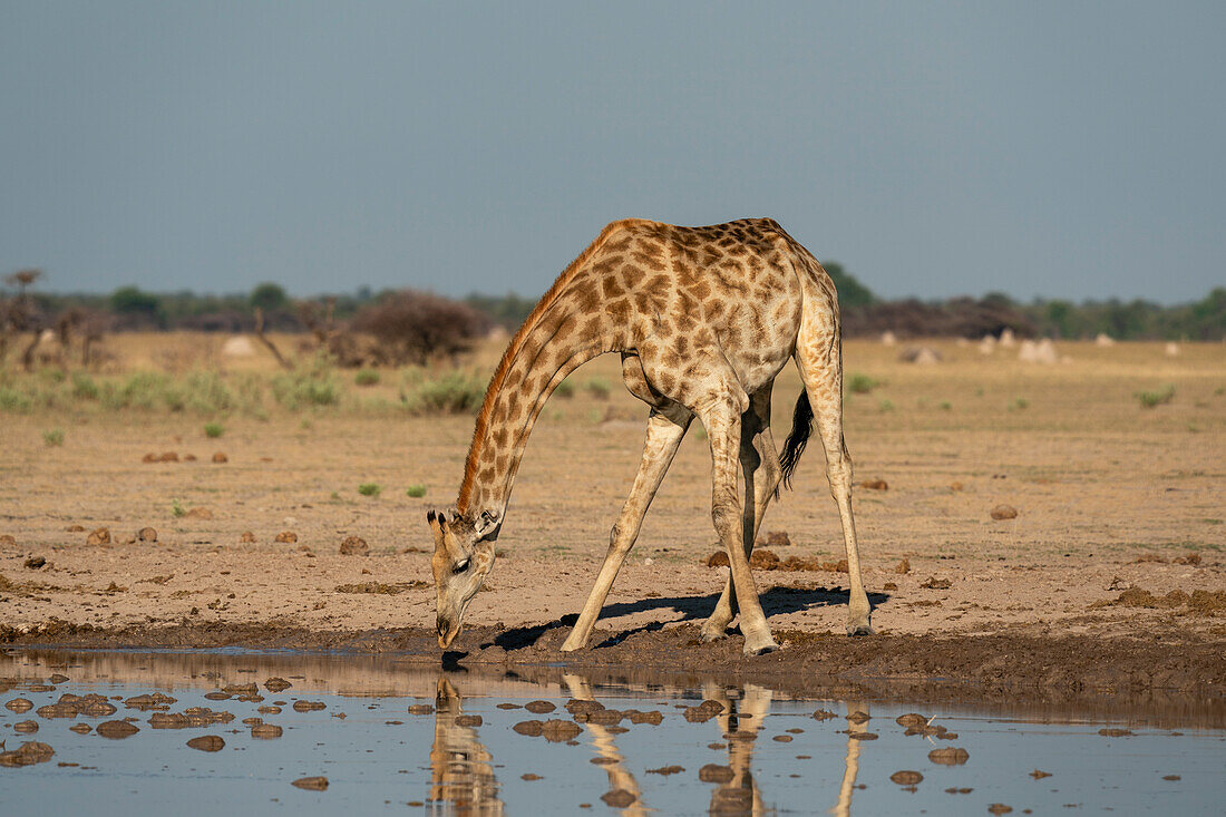 Giraffe (Giraffa camelopardalis) trinkt an einem Wasserloch, Nxai Pan National Park, Botsuana, Afrika