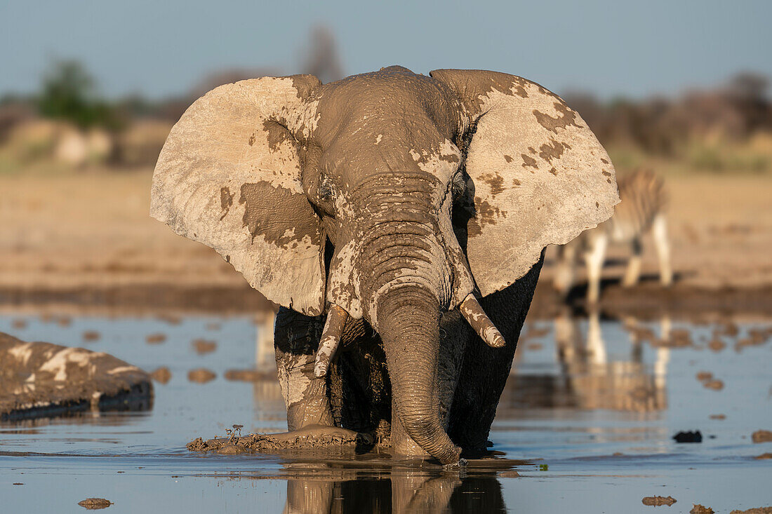 African elephant (Loxodonta africana) at waterhole, Nxai Pan National Park, Botswana, Africa