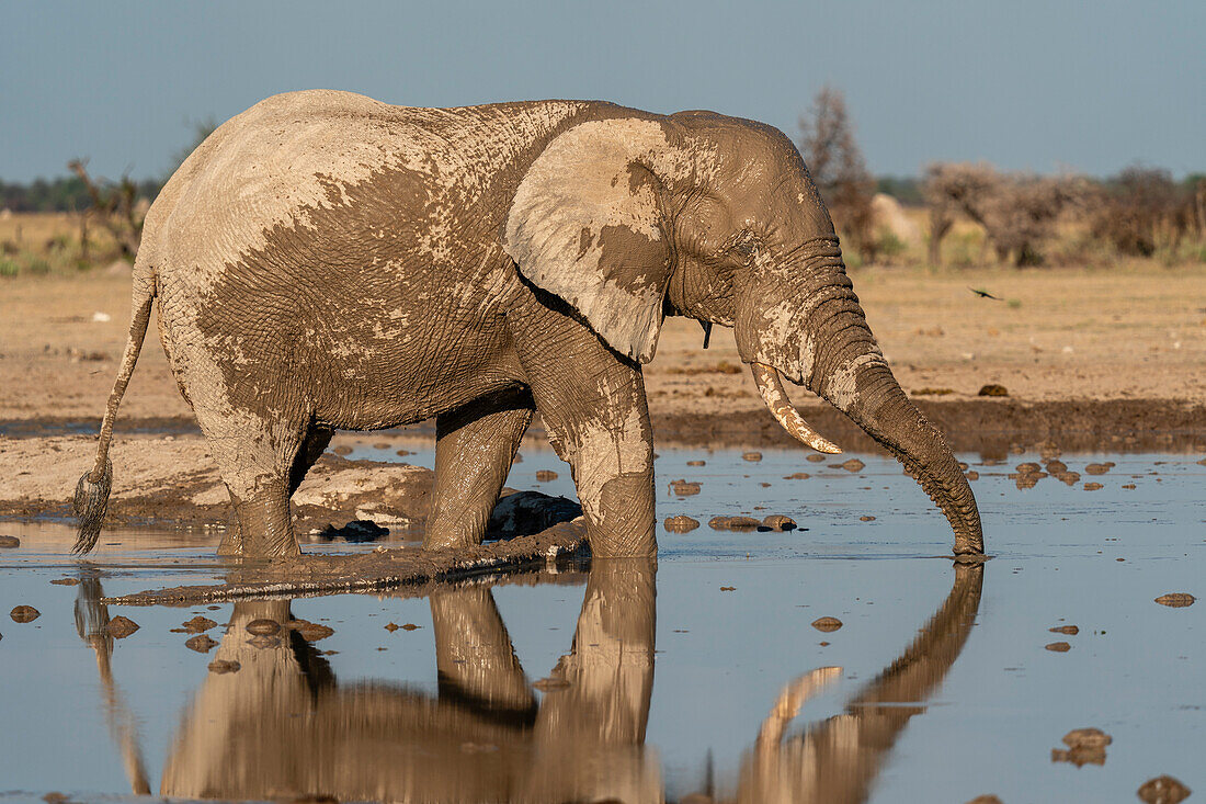 Afrikanischer Elefant (Loxodonta africana) am Wasserloch, Nxai Pan National Park, Botsuana, Afrika