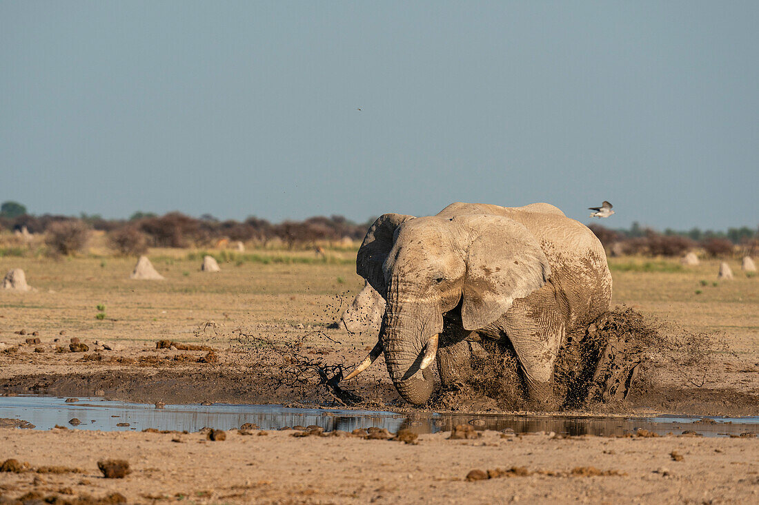 Afrikanischer Elefant (Loxodonta africana) am Wasserloch, Nxai Pan National Park, Botsuana, Afrika