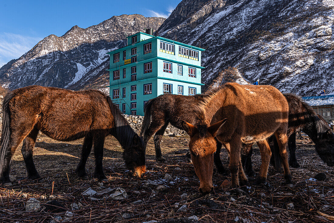 Maultierherde vor der schönen türkisfarbenen Berghütte im Langtang-Dorf, Langtang-Tal, Himalaya, Nepal, Asien