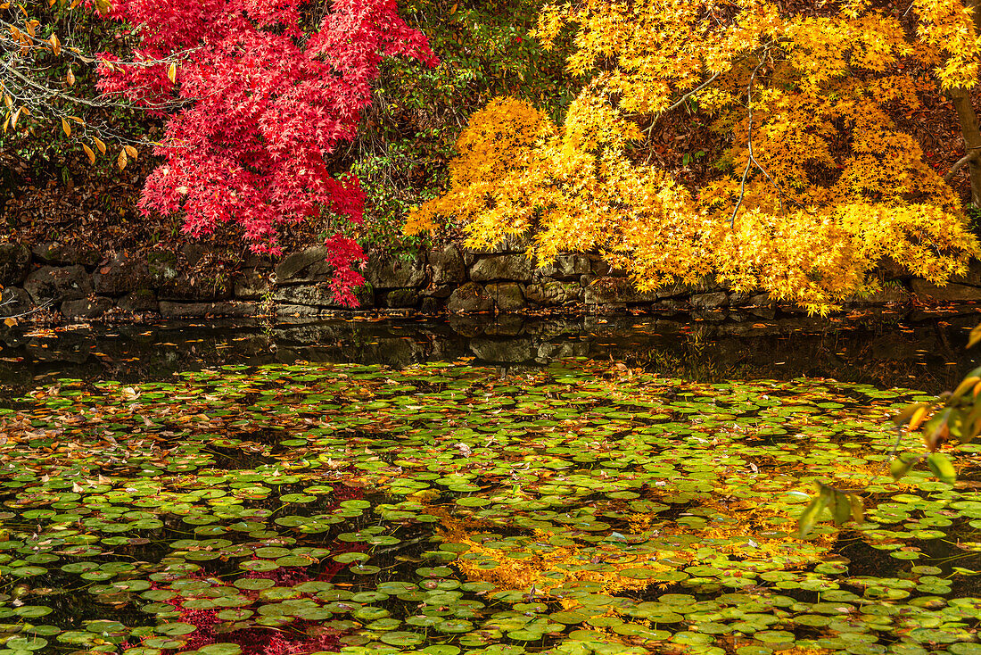 Buntes Herbstlaub und Blätter über Seerosenblättern im Wasser des Wassergrabens von Hirosaki, Honshu, Japan, Asien