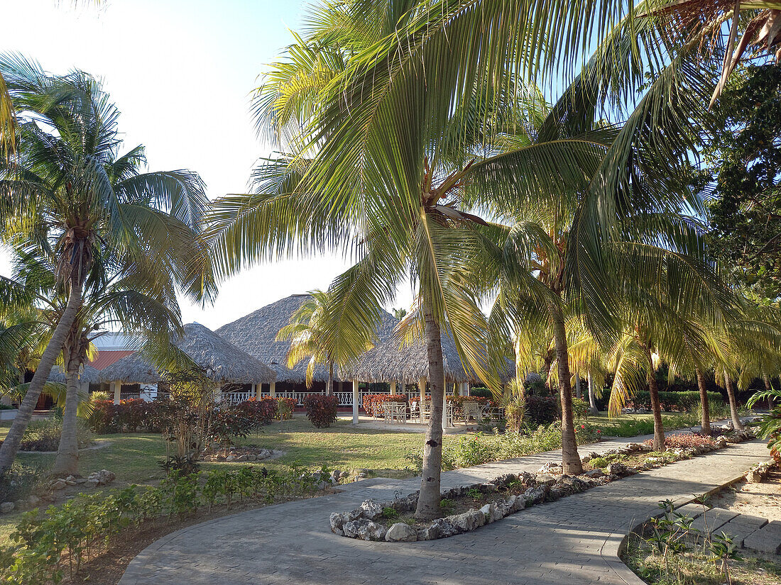 Palm trees and garden of resort, Cayo Santa Maria, Cuba, West Indies, Caribbean, Central America